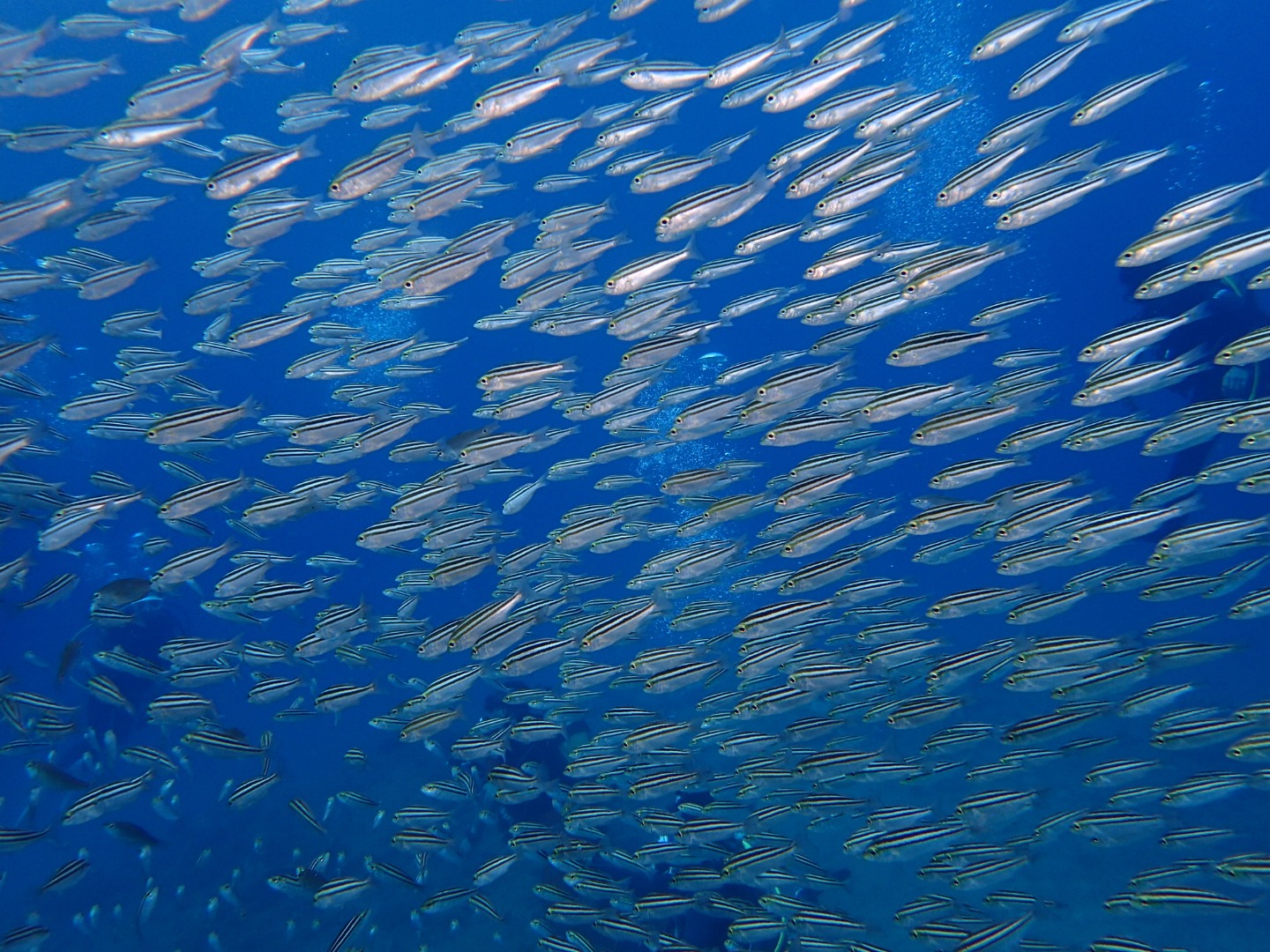 双島沖2の根