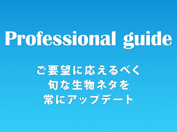 Professional guide